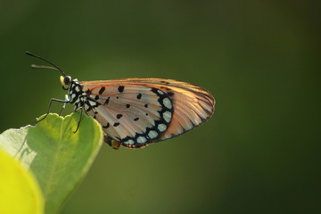 Tiger Butterfly On Leaf And Nature 
