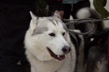 portrait of siberian husky