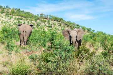 Elephants in South Africa