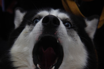 portrait of a siberian husky howling