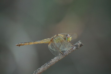 Dragonfly Libellulidae On Stalk