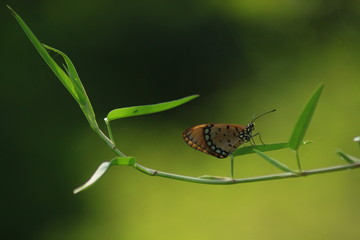 Tiger Butterfly On Leaf And Nature 