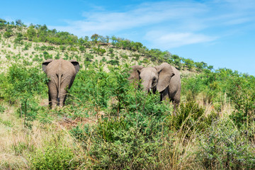 Elephants in South Africa