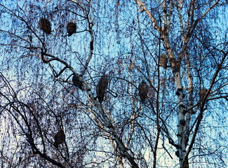 A lot of owls on one tree