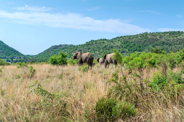 Elephants in South Africa