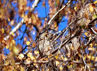 Brown owl in autumn leaves