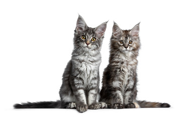 Fototapeta premium Duo of two cute blue tabby and tortie Maine Coon cat kittens sitting beside each other facing front. Looking at camera. Isolated on white background. Tails stretched at the sides.