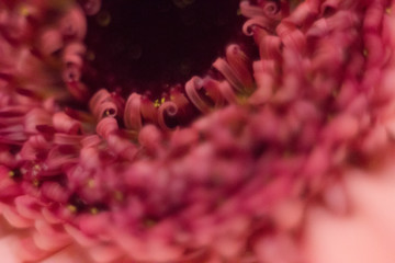 Purple gerbera flower