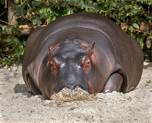 Young hippopotamus. Latin name - Hippopotamus amphibius