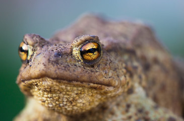 Portrait of cute spadefoot toad with bright yellow eyes looking at the camera. Eastern spadefoot toad on green and blue background