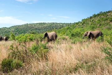 Elephants in South Africa