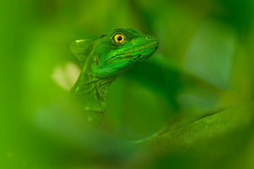 Green Basilisk - Basiliscus plumifrons also called the green basilisk, the double crested basilisk, or the Jesus Christ lizard