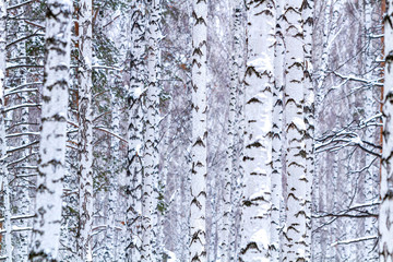 Beautiful winter birch forest