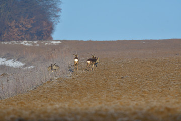 Young small roe deer grazing the grass on the field meadow horizont 