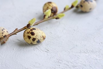 Spring willow branch with green buds and spotted easter quail eggs on structured gray cement background. Beautiful happy easter gift card with organic speckled small egg and blooming twig