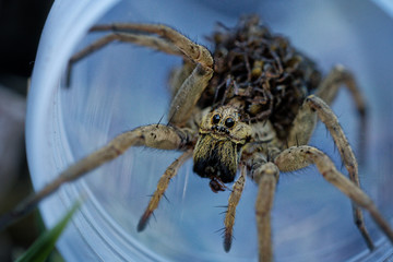 Hogna radiata with children on on its back, species of wolf spider present in South Europe, north Africa and Central Asia .