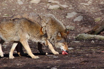 Obraz premium grey wolves eating meat