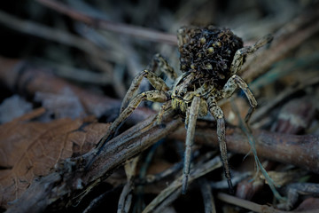 Hogna radiata with children on on its back, species of wolf spider present in South Europe, north Africa and Central Asia .