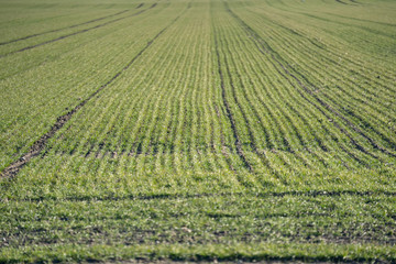 Feld im Fr&uuml;hjahr