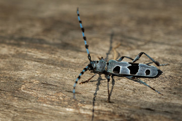 Rosalia Longicorn - Rosalia alpina  or Alpine longhorn beetle, is a large longicorn (family Cerambycidae)