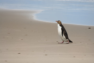 Obraz premium Yellow-eyed penguin - hoiho - Megadyptes antipodes, breeds along the eastern and south-eastern coastlines of the South Island of New Zealand