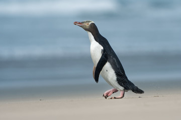 Yellow-eyed penguin - hoiho - Megadyptes antipodes, breeds along the eastern and south-eastern coastlines of the South Island of New Zealand © phototrip.cz