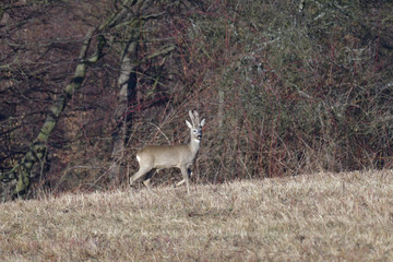 Fototapeta premium Young small roedeer with antler walking the meadow close up 