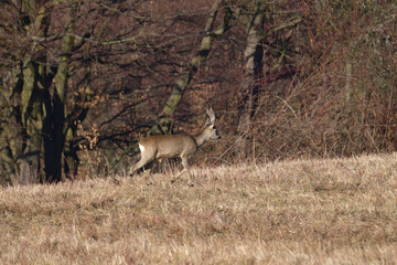Young small roedeer with antler walking the meadow close up 