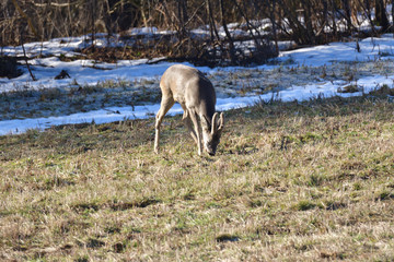 Obraz na płótnie Canvas Roedeer and roe jumping to hide to the forest in winter 