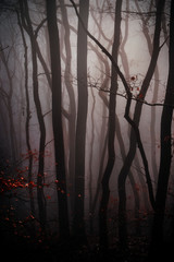 Wald und Nebel