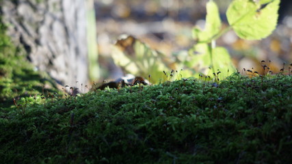 moss on tree