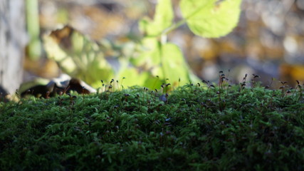 moss on tree