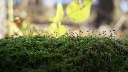 moss on tree