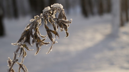 frozen plant