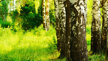 Obraz premium summer in sunny birch forest