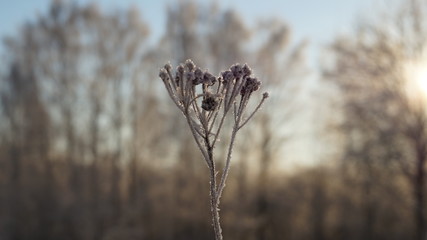 frozen plant