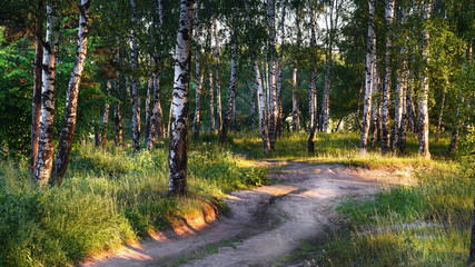 summer in sunny  forest
