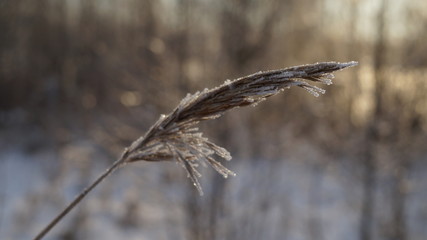 frozen plant