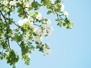 Blossom tree over nature background Spring flowers Spring Background
