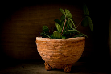 young plant in a pot