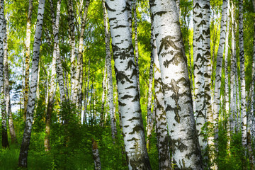 Obraz premium summer in sunny birch forest