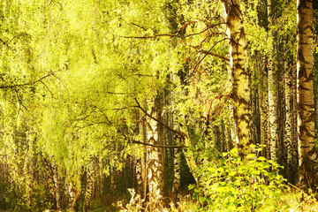 summer in sunny birch forest