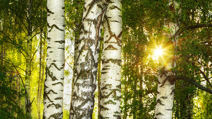 Fototapeta premium summer in sunny birch forest
