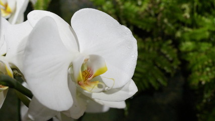 white orchid on green background