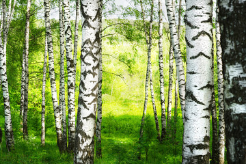 summer in sunny birch forest - 249874149
