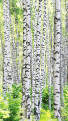 summer in sunny birch forest - 249874167
