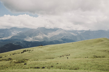 Fototapeta na wymiar Closeup view mountains and valley scenes in national park Dombai, Caucasus