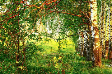 Panele Szklane  lato w słonecznym lesie brzozowym