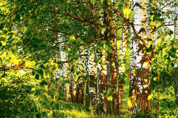 summer in sunny birch forest