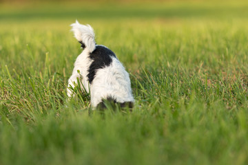 Fototapeta premium Jack Russell Terrier dog is digging in the meadow